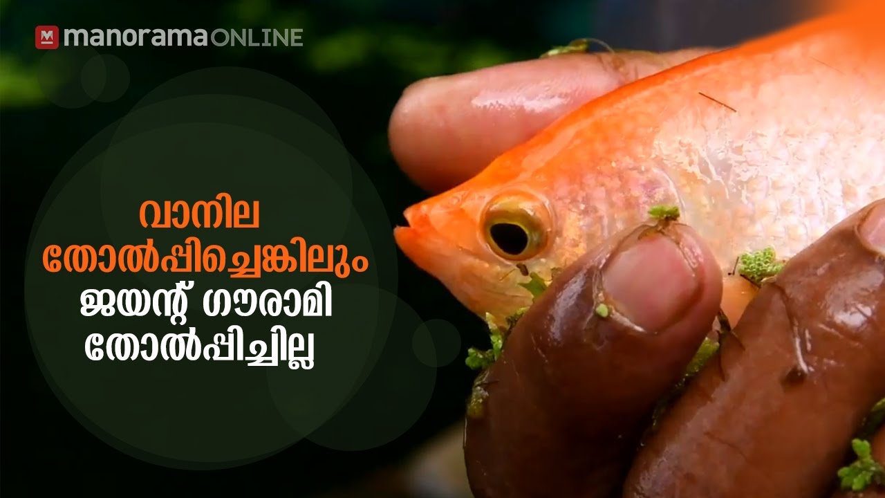 വാനില തോൽപ്പിച്ചെങ്കിലും ജയന്റ് ഗൗരാമി തോൽപ്പിച്ചില്ല | Giant Gourami | Karshakasree Episode 16