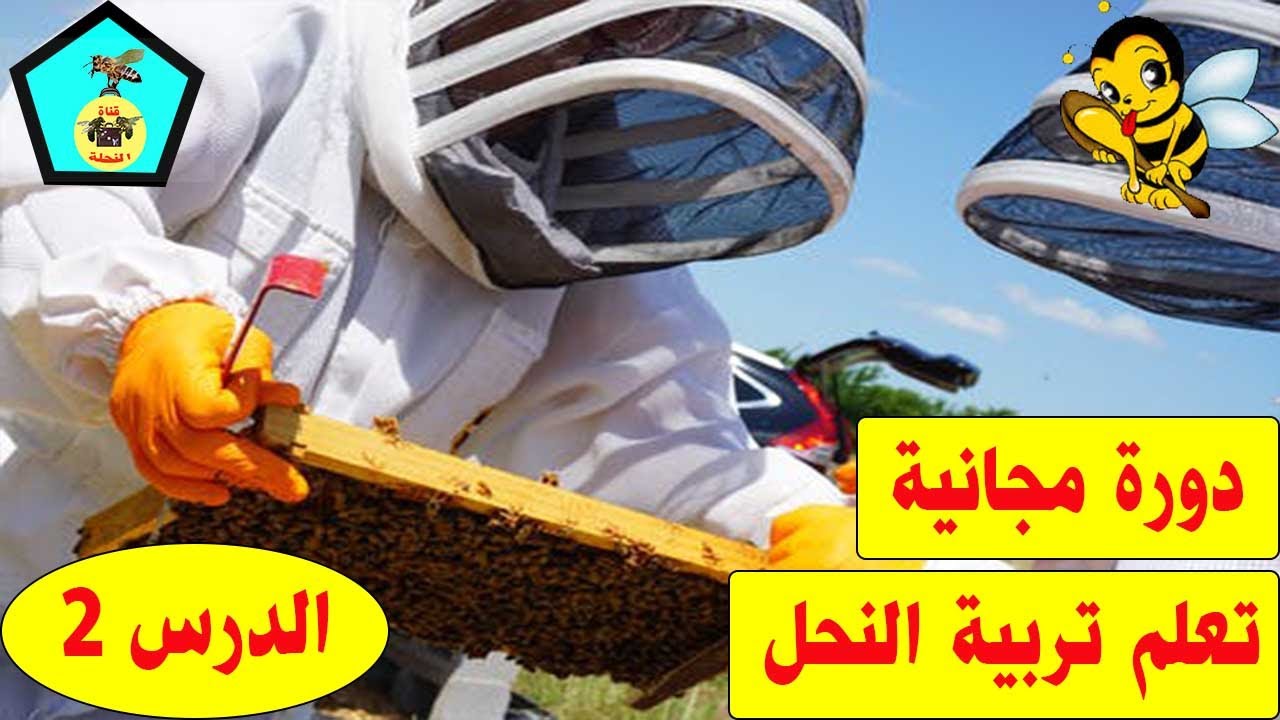 الدرس 2 _ دورة مجانية لإنتاج منحل متميز  - سلالة النحل