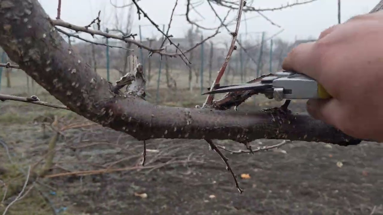 Обрізка старої Абрикоси і пониження крони дерева