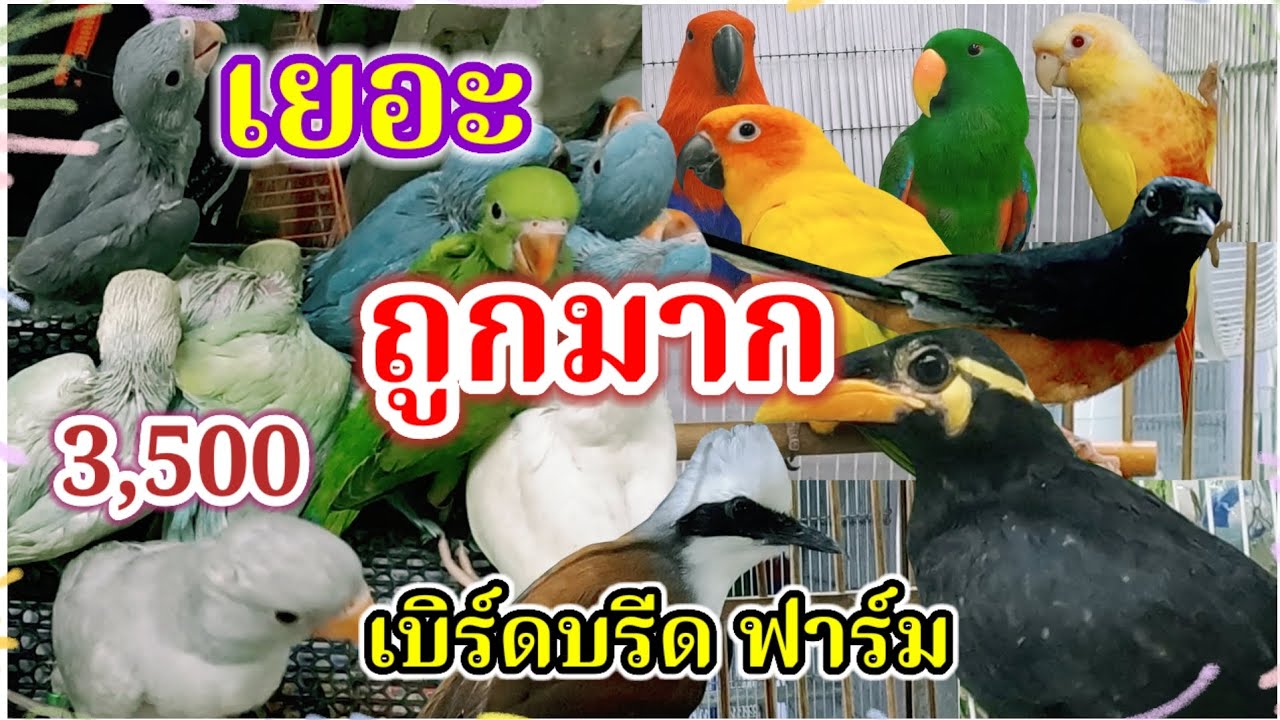 นกเยอะ ราคาถูก จัดส่งได้ สนามหลวง2 ร้านเบิร์ดบรีด ฟาร์ม 