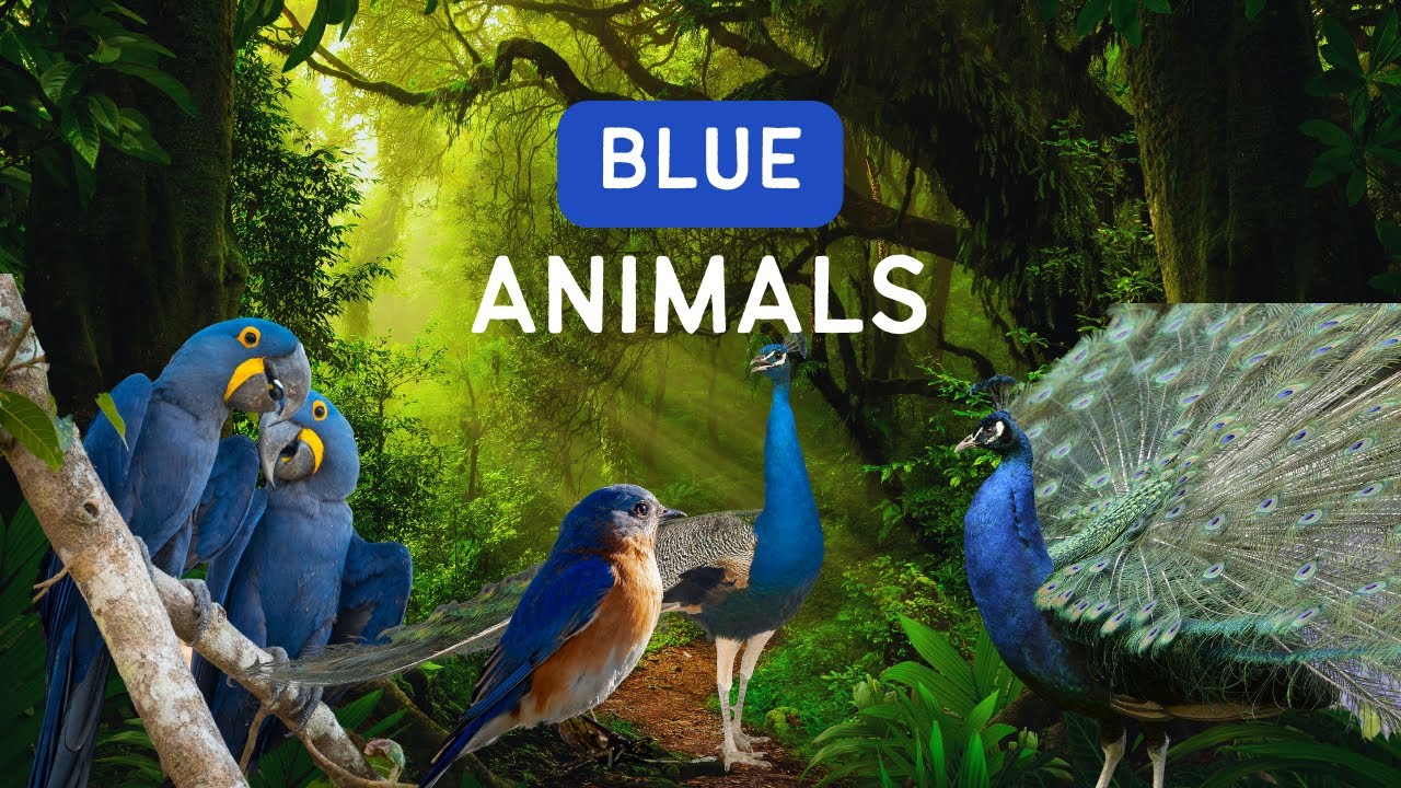 Blue Animals : Uncovering the Most Mesmerizing Blue Animals in Nature!