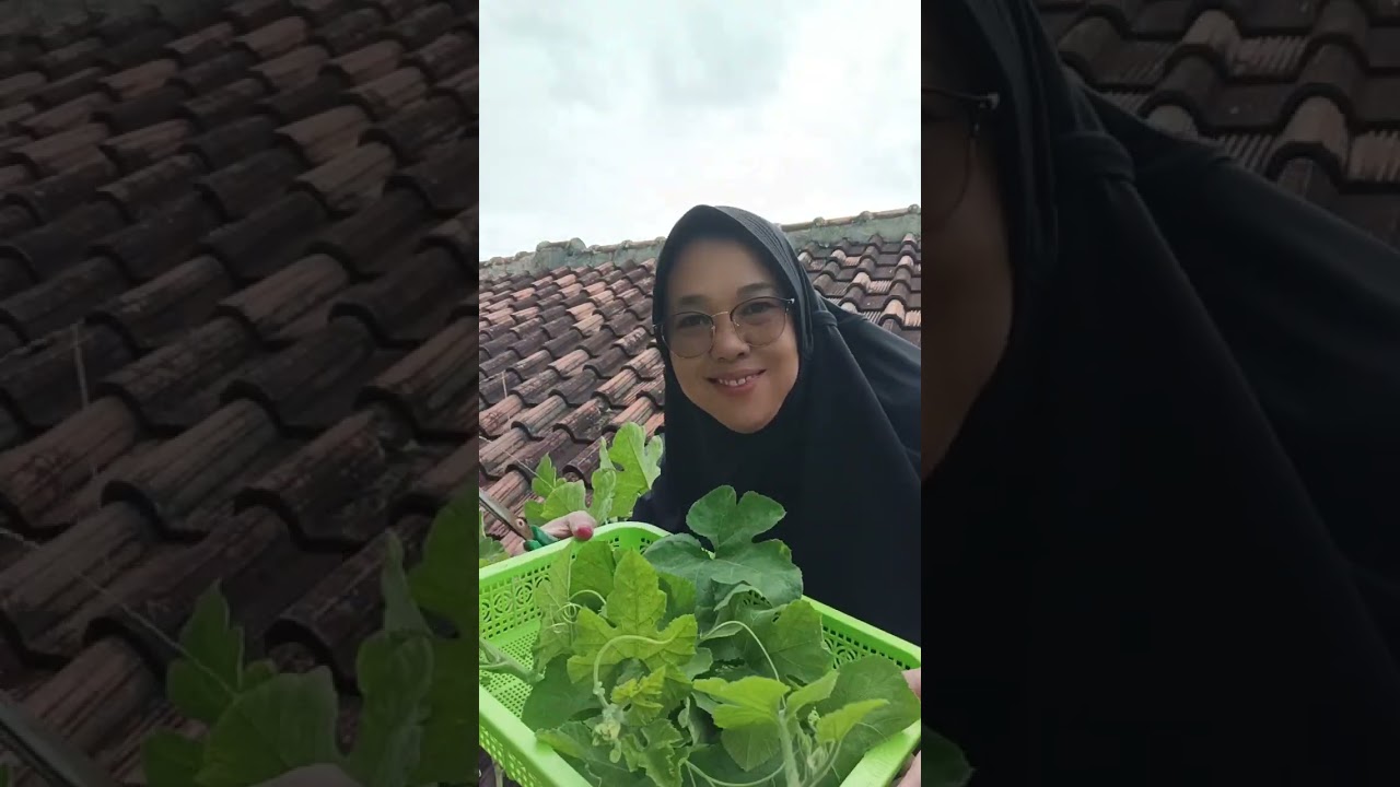 PETIK DAUN LABU DI ATAS GENTENG 