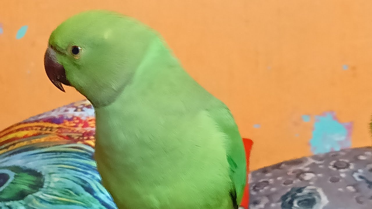 Dimpal Yadav 10.M views  is live ringneck parrot live stream