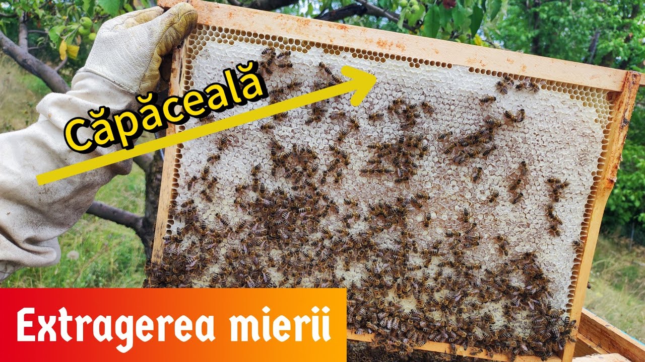 EXTRAGEREA MIERII pas cu pas si importanta GRATIEI HANNEMAN 🫴🍯🐝
