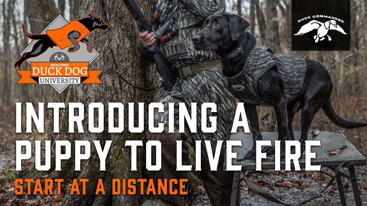 How to Introduce Live Fire and Live Birds to a Retriever Puppy | Duck Dog University - Episode 2