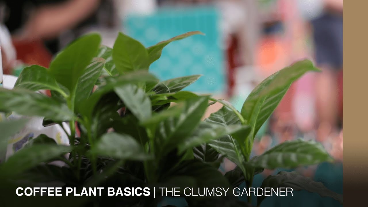 How to grow a coffee plant at home | THE CLUMSY GARDENER