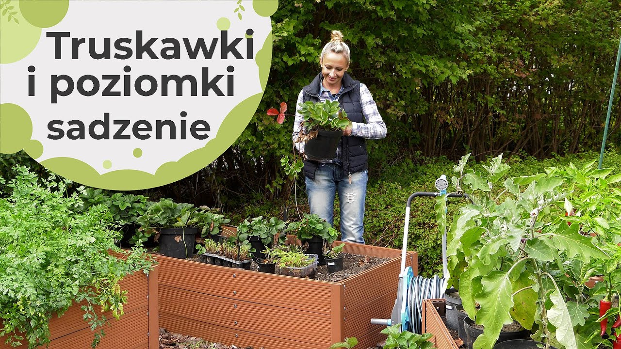 Truskawki i poziomki - sadzenie. Uprawa w ogrodzie i donicach na balkonach i tarasach.