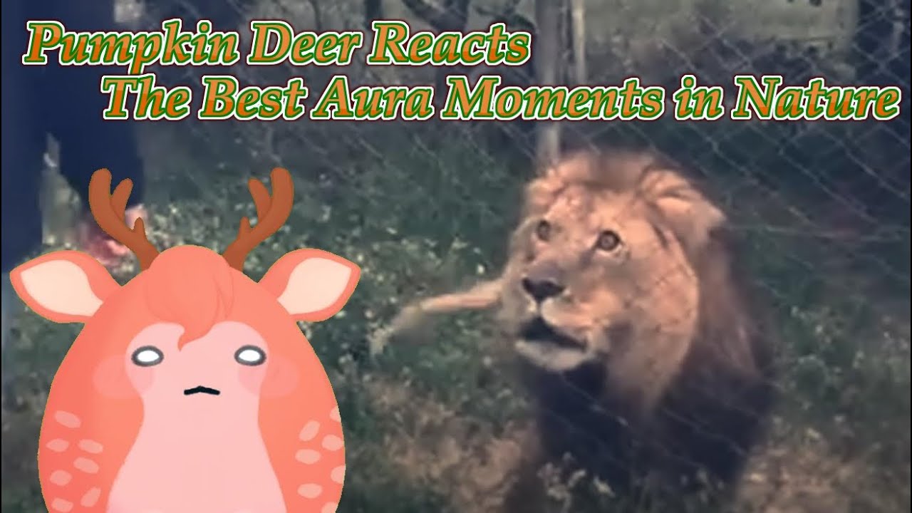 Pumpkin Deer Reacts to Casual Geographic's 