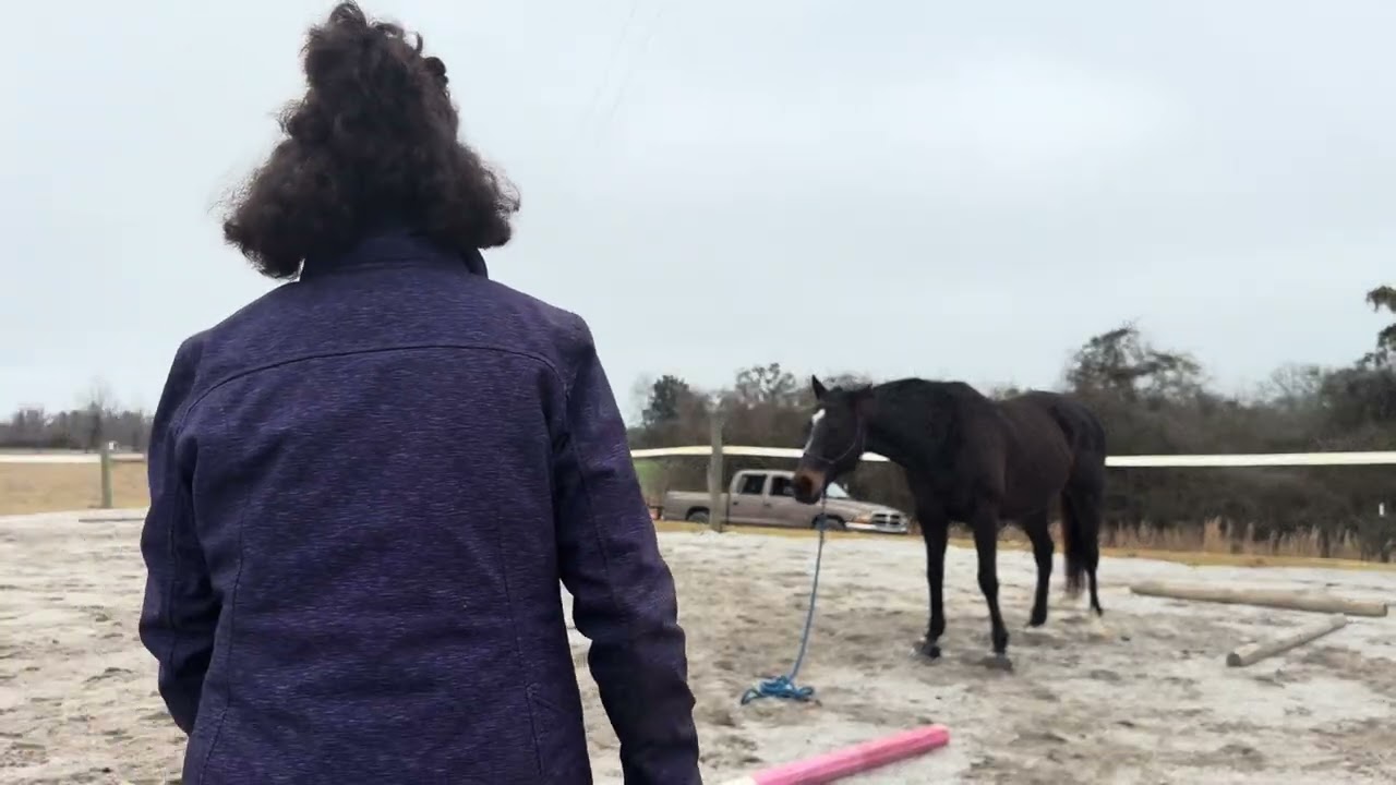 Cane groundwork in arena 2/18/26