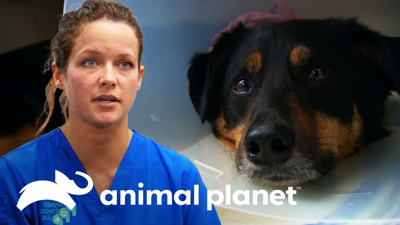 Cachorro fica com galho espetado no corpo | Veterinário das Montanhas | Animal Planet Brasil