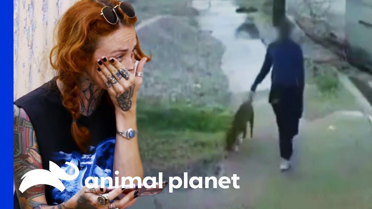 Man Abandoning Dog Outside Villalobos Caught On Camera | Pit Bulls & Parolees