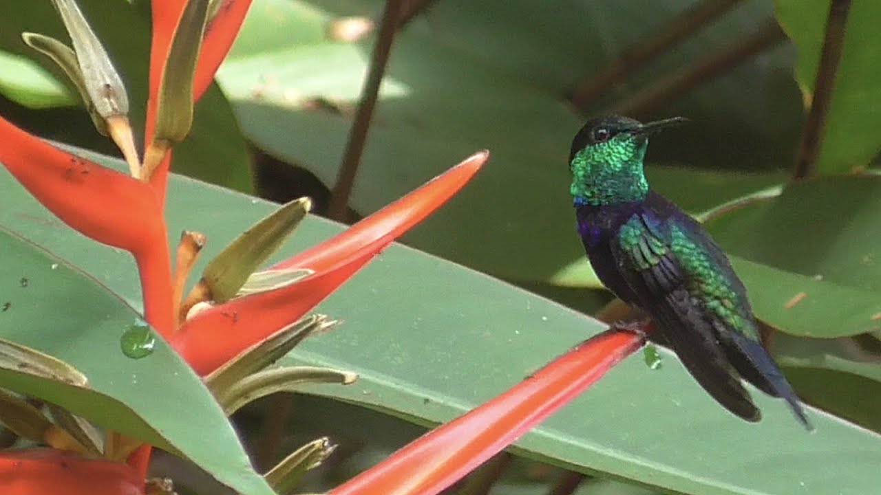 🦋 Guyane mars 2023
