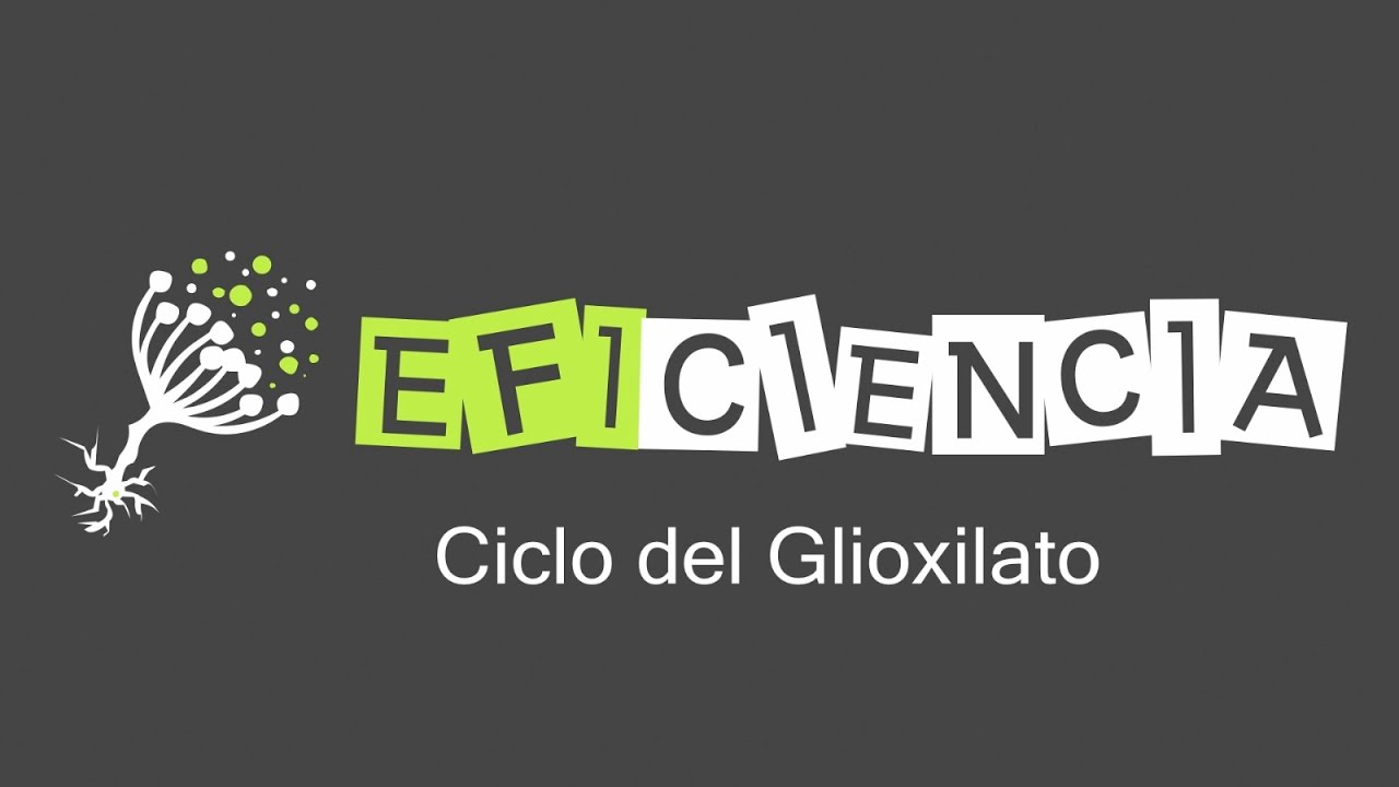 CICLO DEL GLIOXILATO. By-pass Isocitrato Liasa