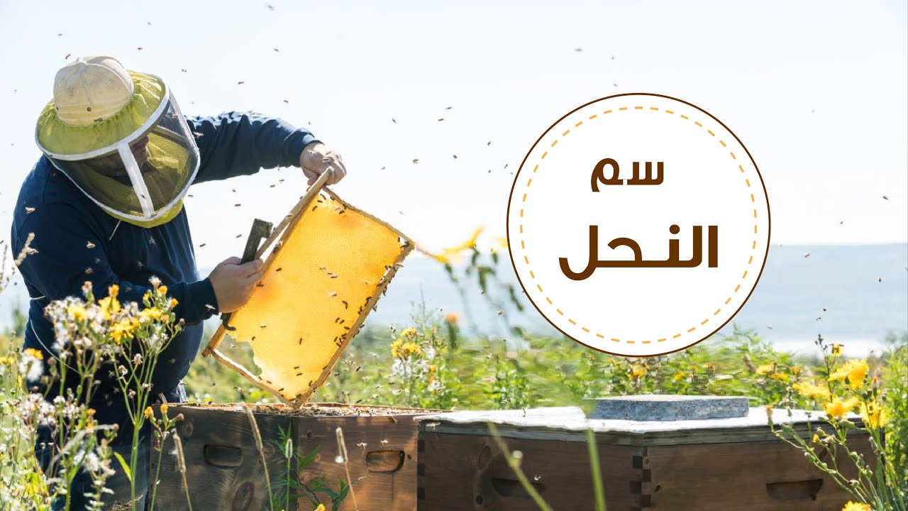 !العلاج بسم النحل! لن تصدقوا الأمراض التي تعالجها لسعة النحلة