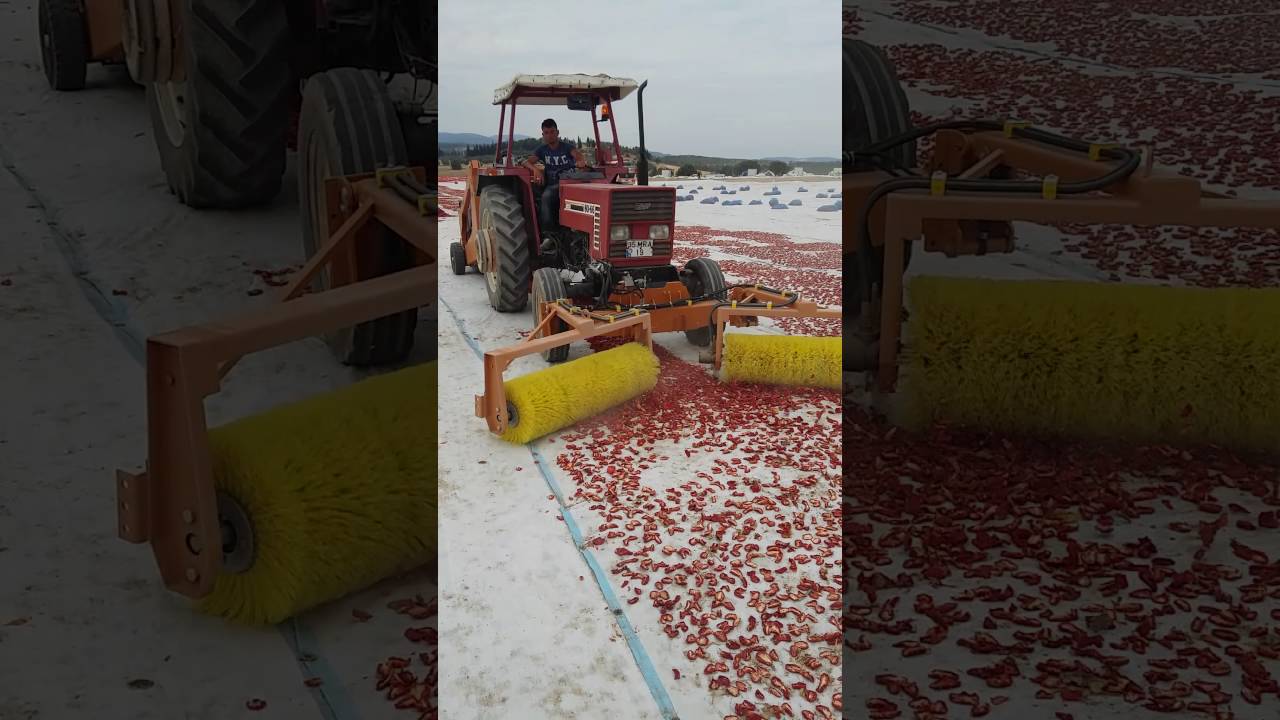 kuru domates biber toplama makinası