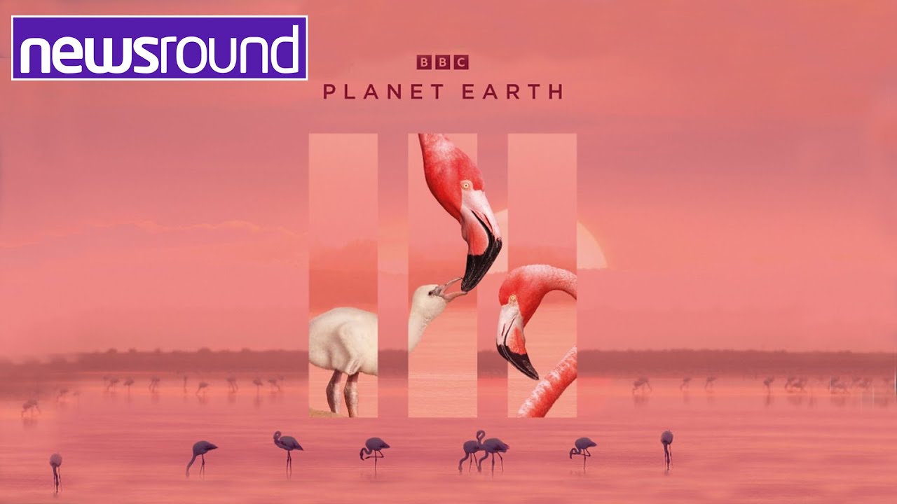 Planet Earth III: Find out about the new series | Newsround