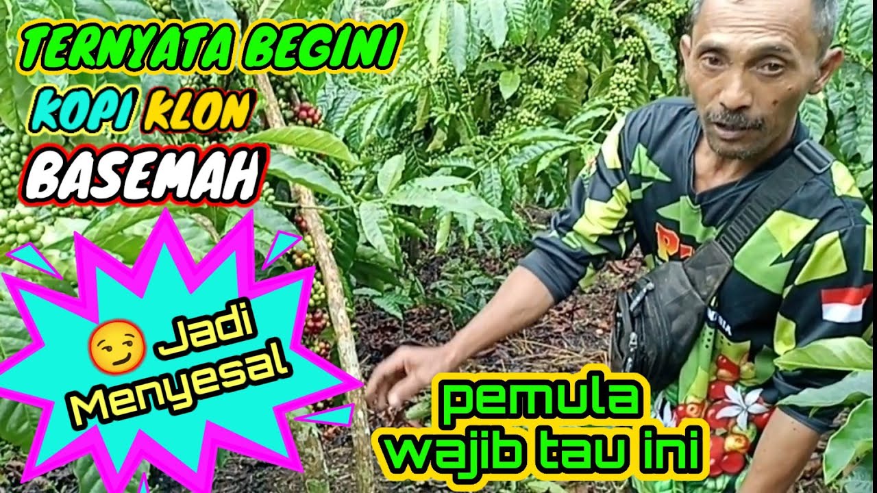 AWAS jangan asal pilih klon agar kopi bisa berbuah dengan lebat, KOPI ROBUSTA klon BASEMAH