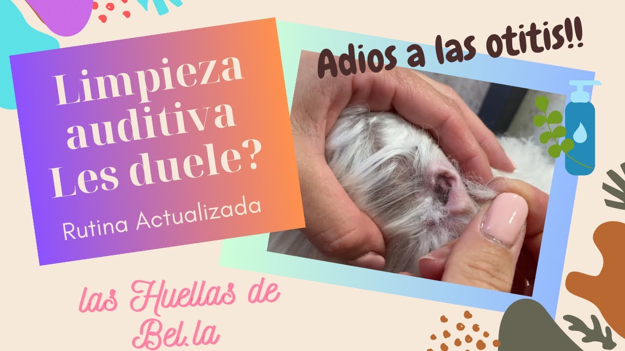 Limpieza oídos Bichon Maltes, Rutina actualizada, adiós a las otitis ! #bichonmaltes #perros #dog