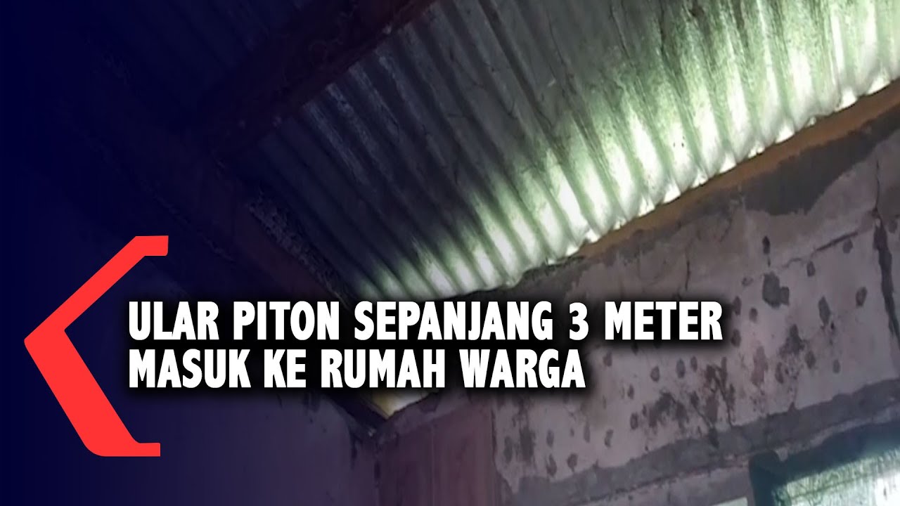 Banjir Surut Ular Piton Sepanjang 3 Meter Masuk Dirumah Warga