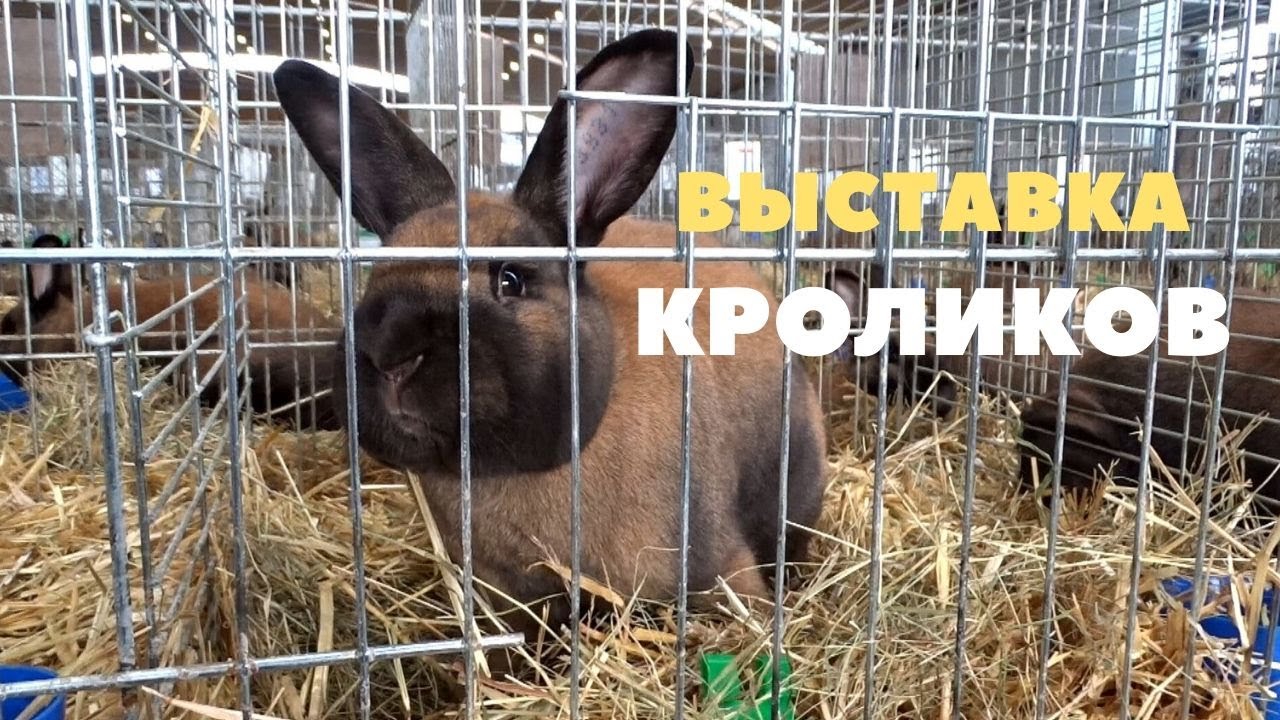 Удивительный окрас Тюрингенского кролика