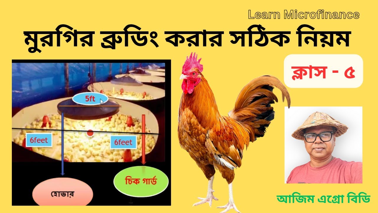 মুরগির ব্রুডিং করার সঠিক নিয়ম - ক্লাস ৫