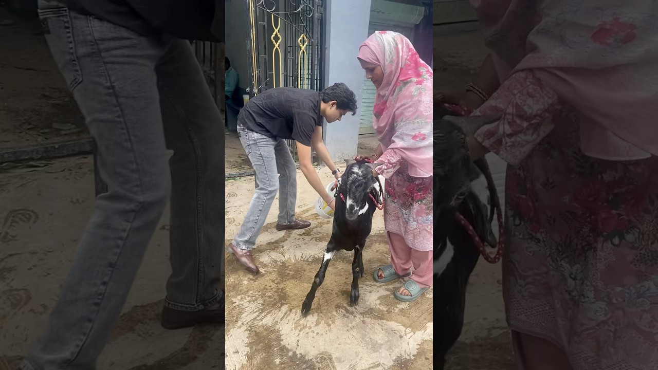 Bakra Eid Mubarak❤️🌙| #anishavlogs #bakraeid #shortvideo