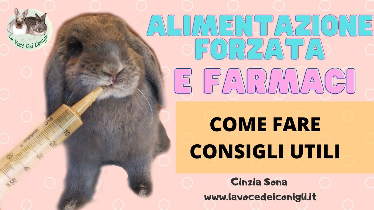 Come dare L'ALIMENTAZIONE FORZATA E FARMACI al coniglio