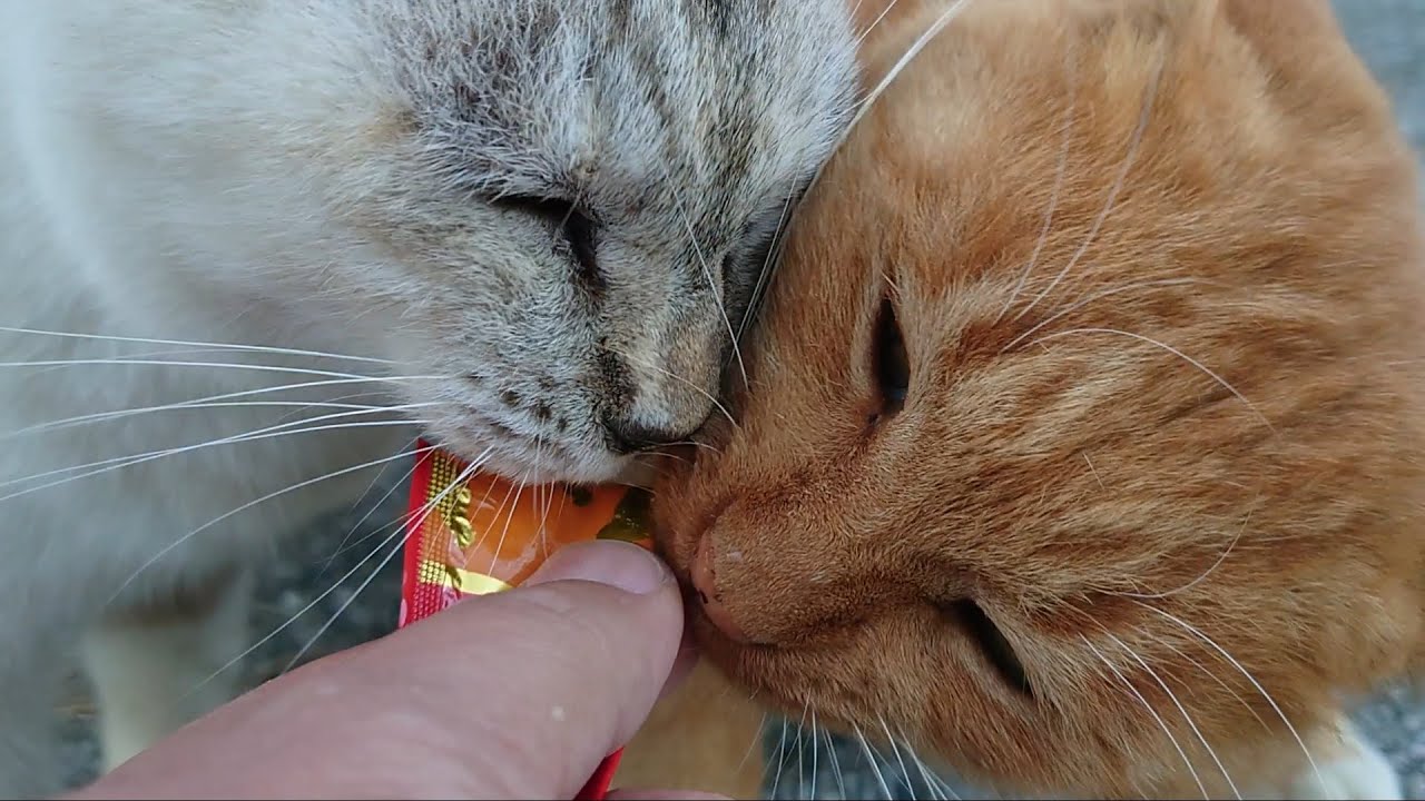 【野良猫】仲睦まじい夫婦猫にチュールのおやつをあげてみたら喜んでくれて見送ってくれた