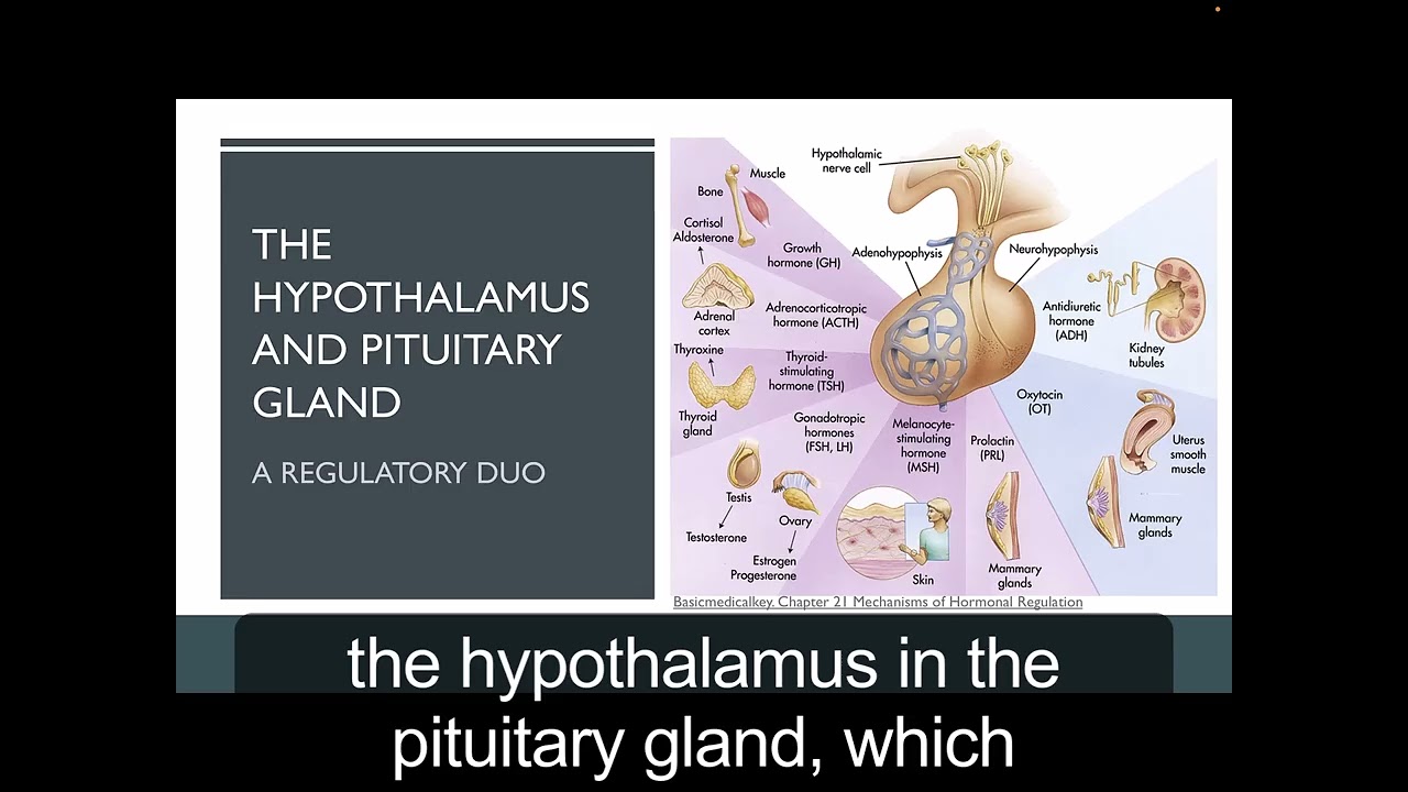 cortisol and glucocorticoids part 1 of 3: HPA Axis, Receptors & Mechanism of Action
