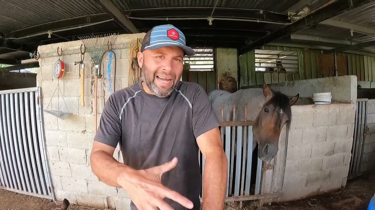 Como trabajo con Chaffhaye y la alimentación del caballo? #elcaballoyelcaballista
