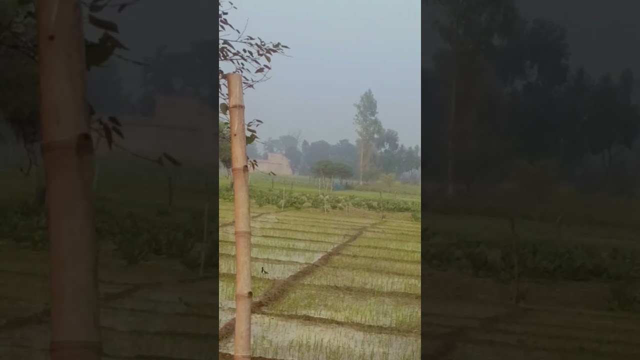 #viralvideo