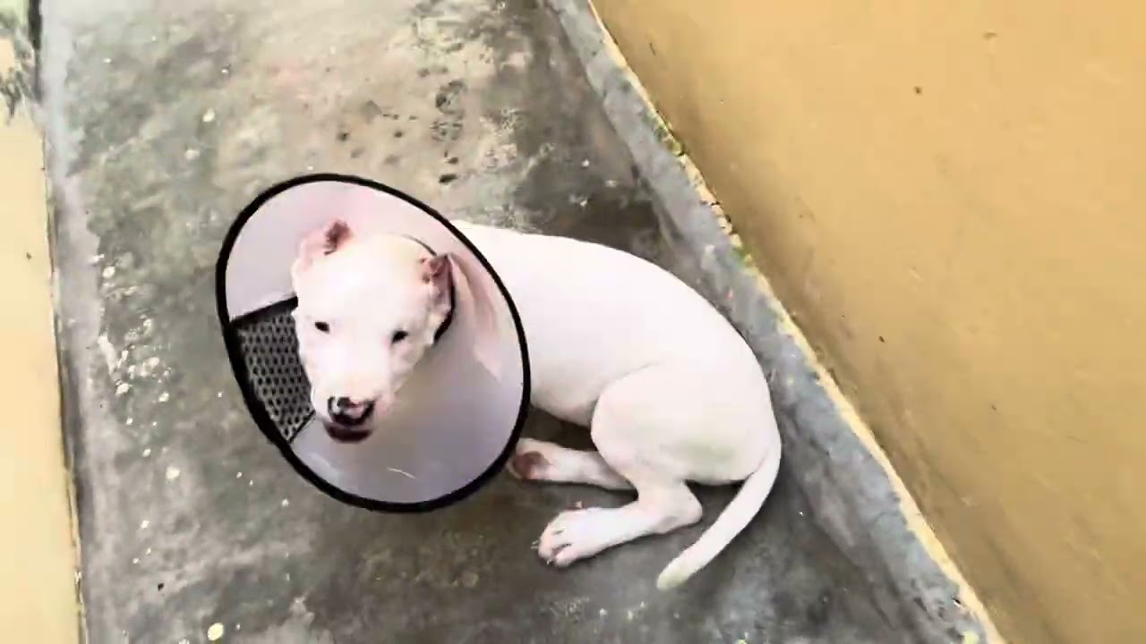 A day with my dogs | ear cropping problem | dogo argentino | #vlog #doglover #dog #earcrop