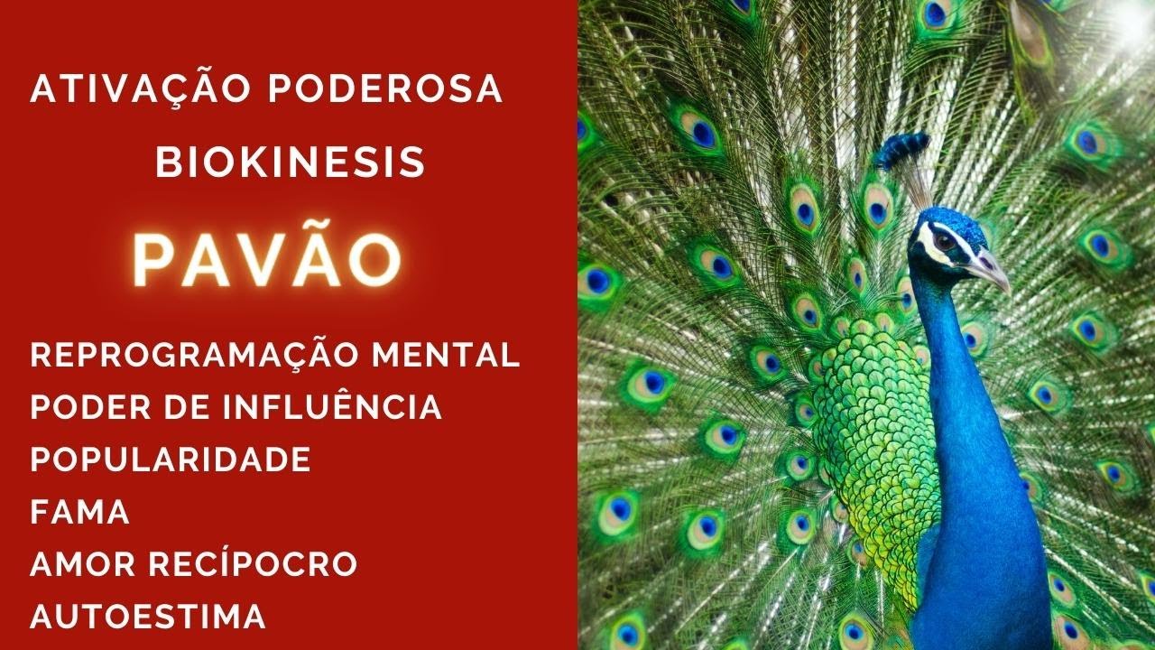 Arquétipo Pavão