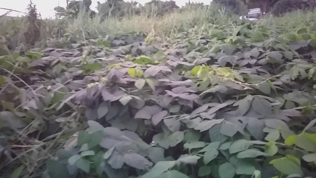 Como abafar coloni&atilde;o com mucuna preta