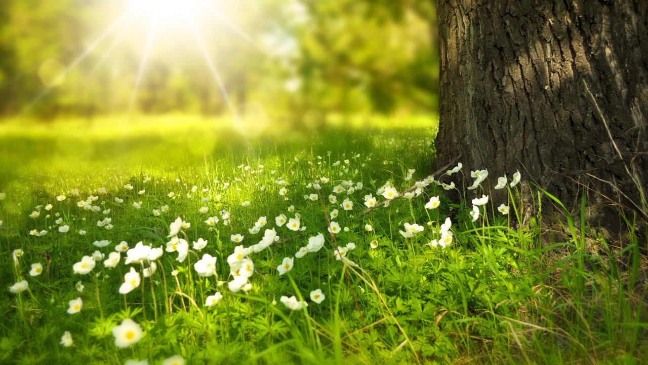 Meditation Music | Relaxing Music • Sleep Music • Clam Music