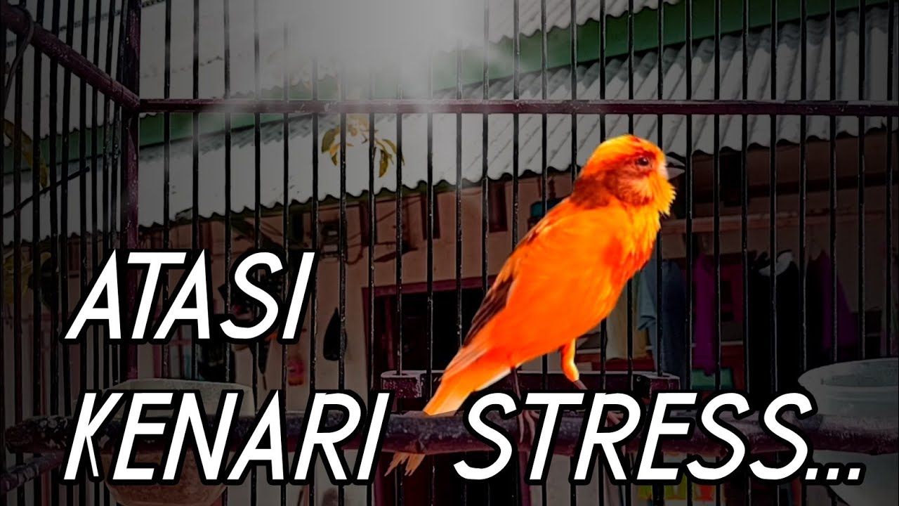 MENGATASI KENARI STRESS DAN MACET BUNYI DG SUARA KENARI PAUD BELAJAR BUNYI