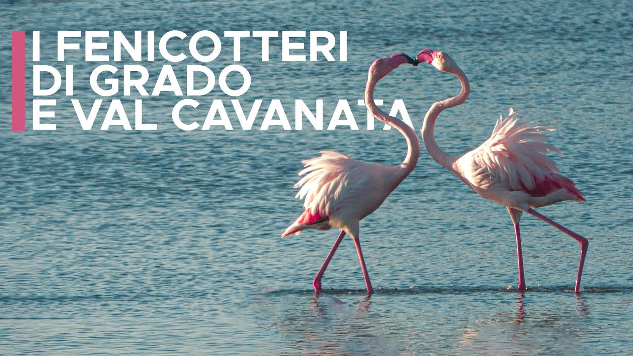 GRADO - Combattimenti di fenicotteri rosa in Val Cavanata