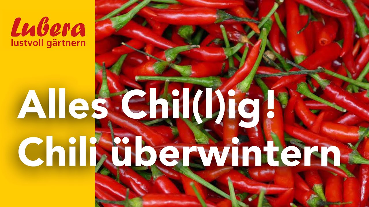 Chili überwintern: Tipps für eine erfolgreiche Überwinterung von Chilipflanzen