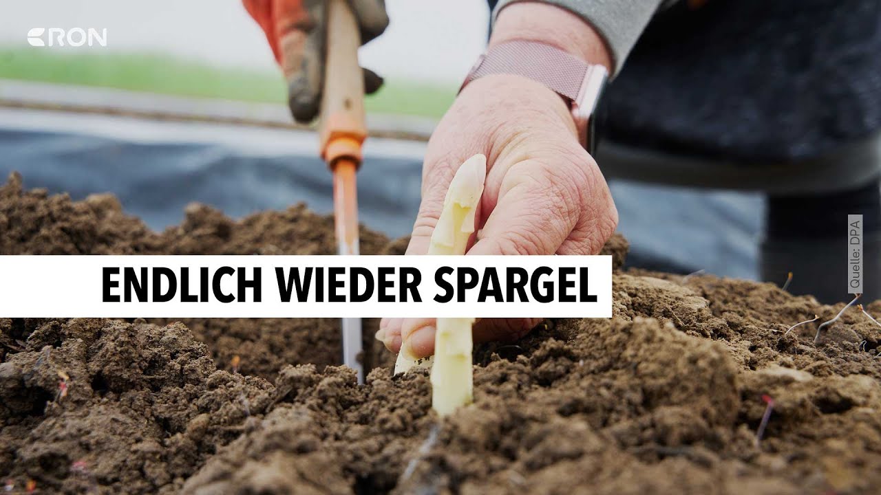 Verspäteter Spargel-Saisonstart | RON TV