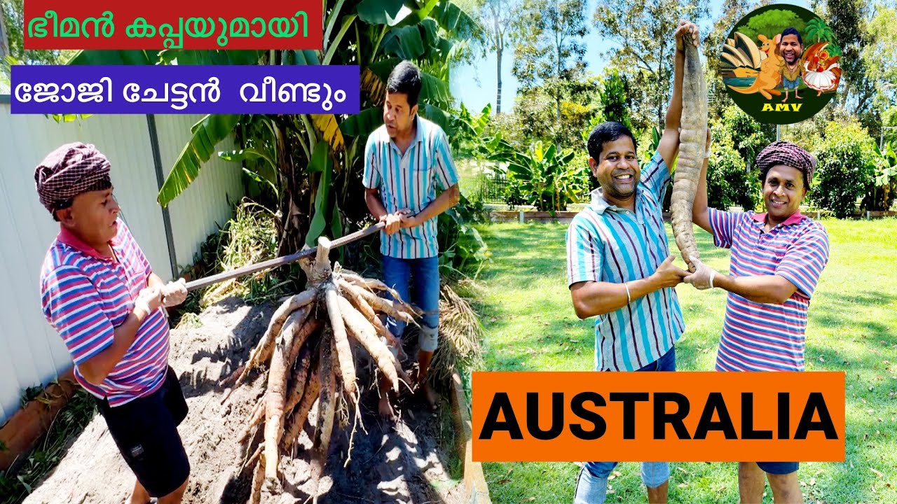 Brisbane ലെ കപ്പ നമ്മളെ നാണിപ്പിക്കും 😀😀😀 ബ്രിസ്‌ബേൻ ഇഷ്ടം ❤️❤️❤️❤️