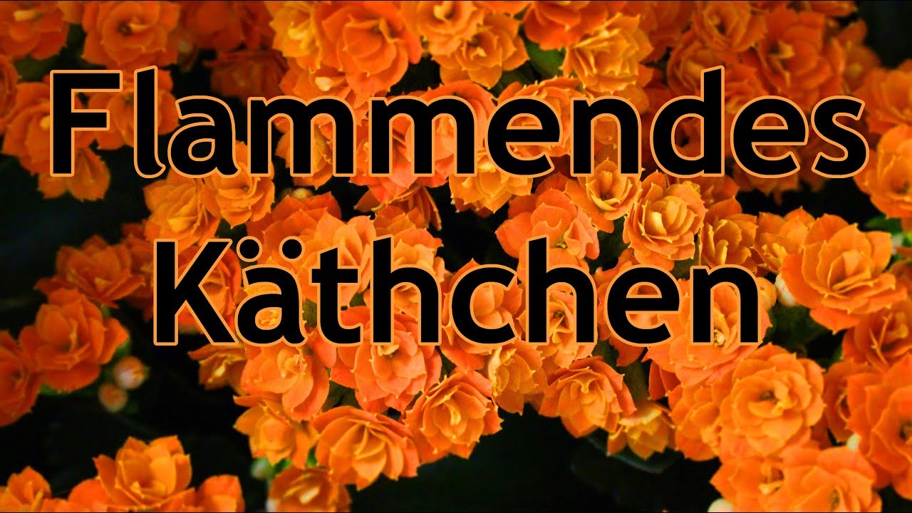 Ohne Hut: Flammendes Käthchen im Profil