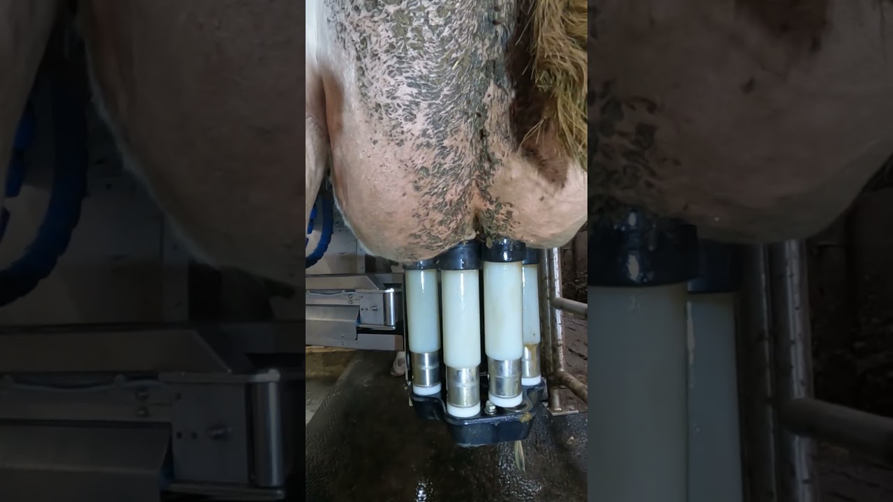 Merlin M2 | Lely A5 | Delaval V310 milking robot