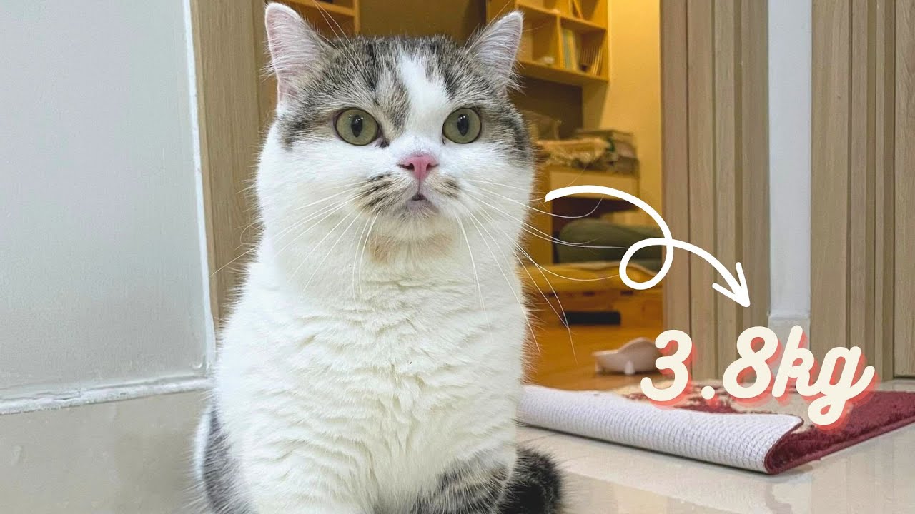 Meowisthebest - Ai Gầy Nhất ??