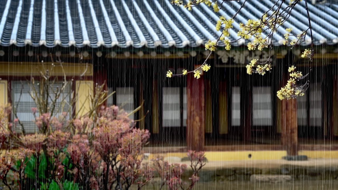 Spring Rain in the Front Yard of a Hanok. Rain sounds Help you Sleep well, Beat Insomnia Relax