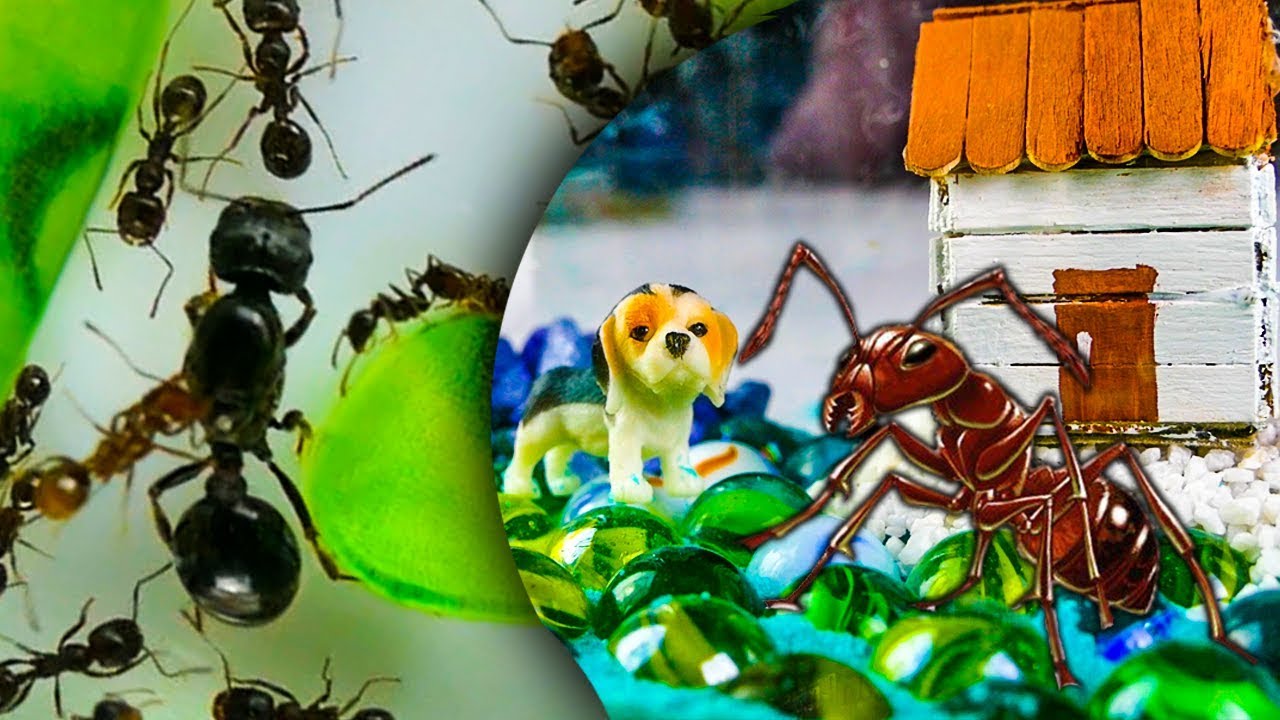 NOWA DEKORACJA DLA MRÓWCZEJ FARMY! KARMIMY MRÓWKI KURCZAKIEM!