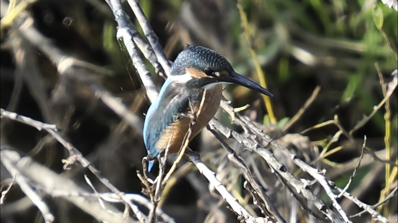 今日見たカワセミ　#カワセミ　#野鳥