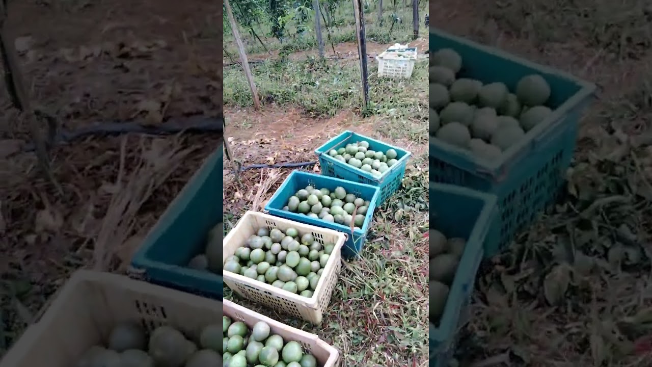 Bận thu hoạch chanh dây mà bỏ lỡ một chuyến đi chơi xa.