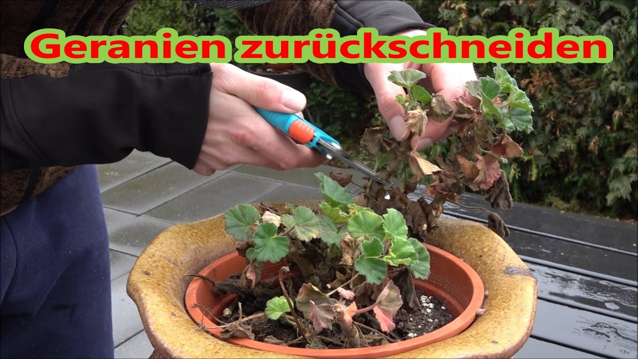 Geranien schneiden im Frühjahr vor dem Umtopfen Geranien zurückschneiden für kräftiges Wachstum