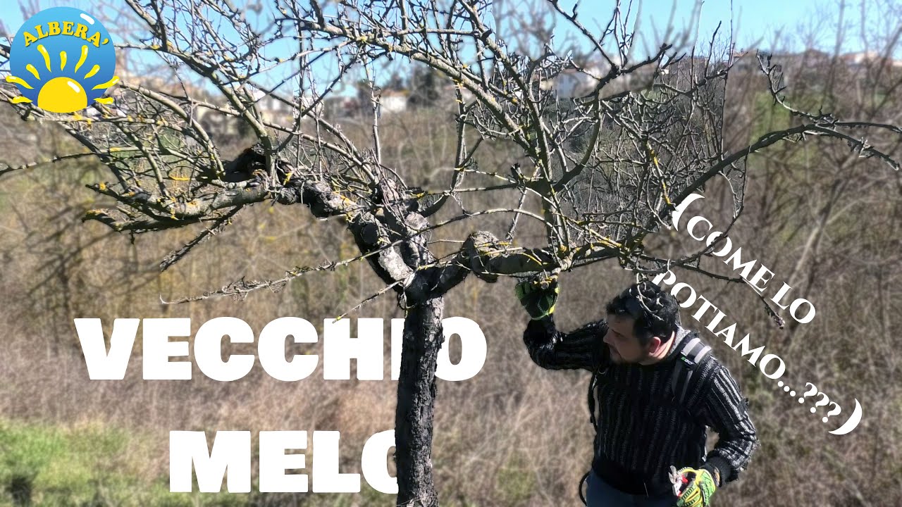 VECCHIO MELO COME LO PROVO A POTARE (ABBANDONATO E IN CONDIZIONI DAVVERO ESTREME...)