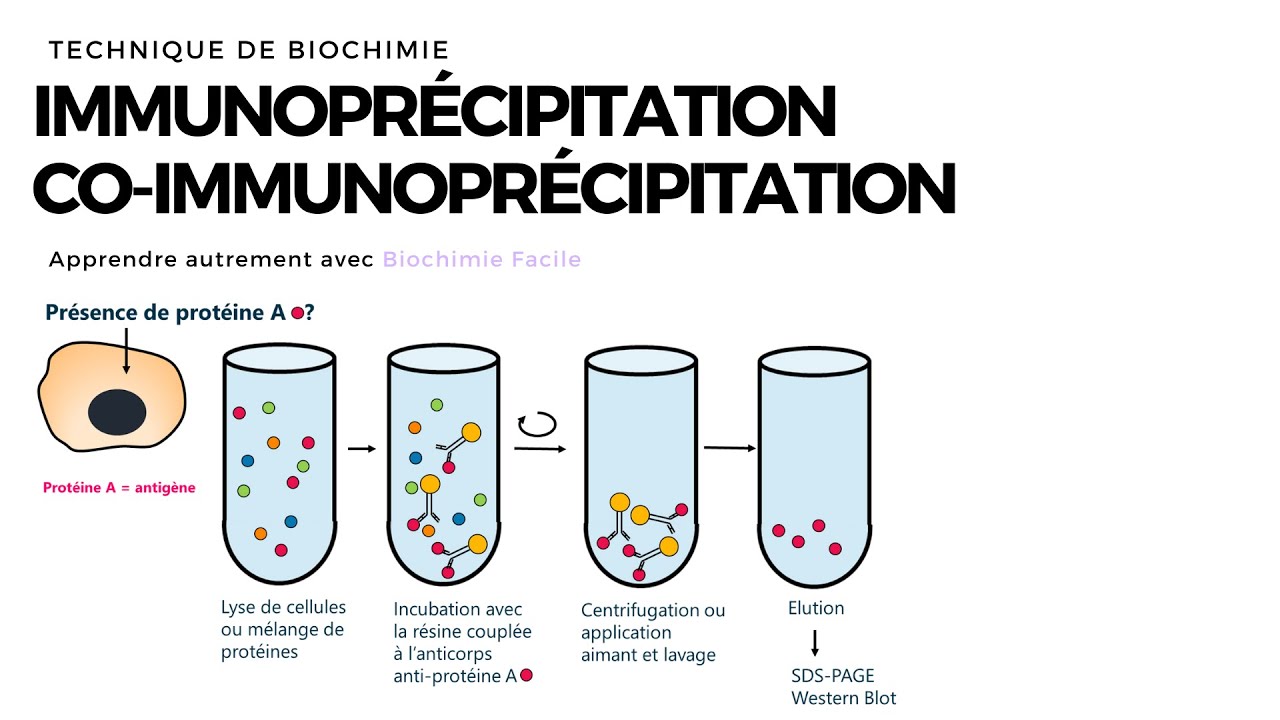 CO-IMMUNOPRECIPITATION | Interactions protéine-protéine | Biochimie Facile